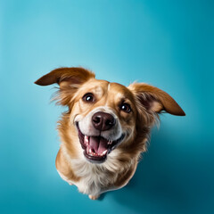 Brown dog with big smile on its face against blue background.