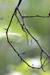 branch of a tree