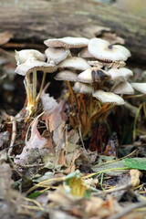 mushrooms in the forest