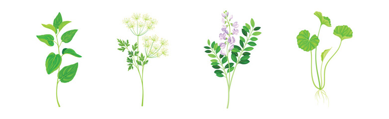 Medical Herbs with Flowering Plant on Stem Vector Set