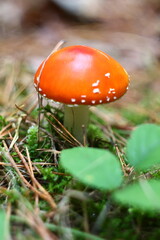 fly mushroom