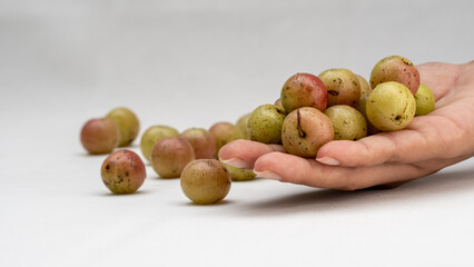 Sri Lankan Gooseberry: Fresh Fruit Held in Hand