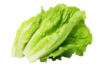 Lettuce Standing Out Isolated on Transparent Background PNG.