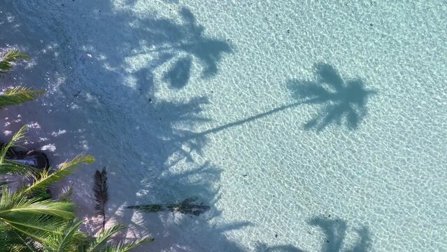 Summer palm tree and Tropical beach with blue of seashore background	