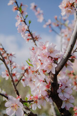 Flor
