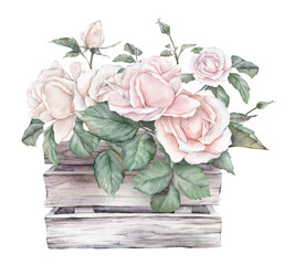 Watercolor composition from white cream roses and green leaves in wooden white grey box. Hand drawn illustration isolated background. Element hand painted natural plant twigs with light pink rose.