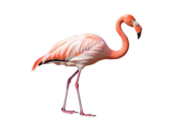 Graceful Flamingo Isolated on Transparent Background