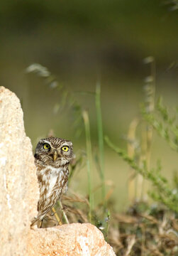 Little Owl behind a rock hiding (Athene noctua), Sardinia, Italy