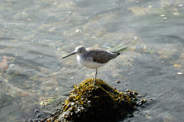 Common Greenshank