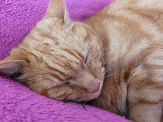 Chat qui dort © Laurie
