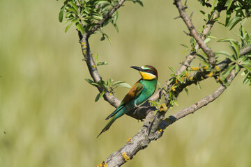 bee eater perched on branch Gruccione, Merops apiaster, Berchidda (Olbia) Sardegna. Italia