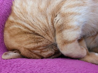 Chat qui dort © Laurie