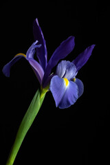 iris violeta fondo negro