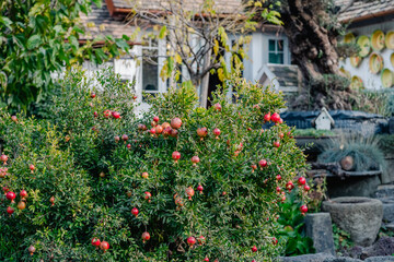 A bush laden with ripe pomegranates stands in front of a rustic home. The vibrant red fruits add a splash of color to the garden scene. Autumn harvest of pomegranates, pomegranate juice and wine.