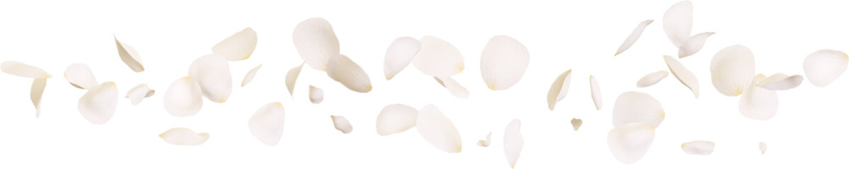Falling white rose petals