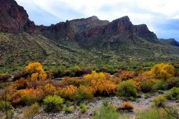 Salt River Recreation Area Arizona