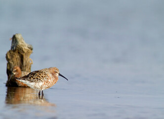 Piovanello comune - Curlew Sandpiper, (Calidris ferruginea) Lagune delle Saline, Stintino. Sardegna. Italia