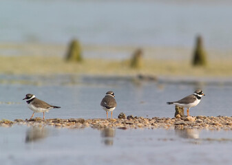 three, Little Ringed Plover (Charadrius dubius), Stintino, Sardinia, Italy