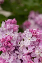 Beautiful spring lilac flowers close up. Botanical garden with purple floral branch