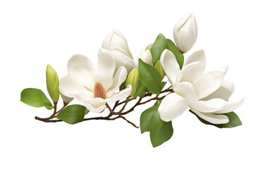 Exquisite Magnolia Isolated on Transparent Background