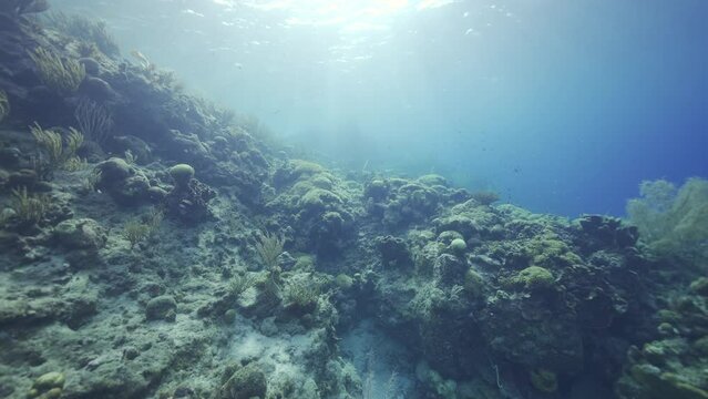 4K HDR: Coral reef in the Caribbean Sea