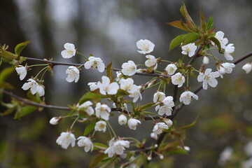 blossom in spring