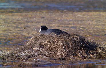 Folaga in cova sul nido, Coot in the nest  foulque macroule, Blaesshuhn, (Fulica atra).  Lago di...