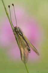 Libelloides ictericus owlfly precious insect of the Neuroptera family perched during sunset in the...