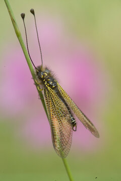 Libelloides ictericus owlfly precious insect of the Neuroptera family perched during sunset in the meadows plants prepared to sleepBunnari. Sassari. Italia.