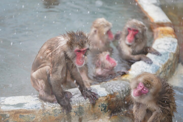 Naklejka premium hot tubbing red face monkey bath in hot spring onsen to keep them warm in snow winter season tropical botanical Hakodate Hokkaido Japan 