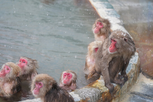 hot tubbing red face monkey bath in hot spring onsen to keep them warm in snow winter season tropical botanical Hakodate Hokkaido Japan   - Powered by Adobe