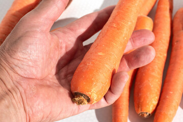  Carrots on the palm of a male hand