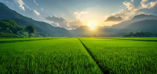 Ingelijste posters plant rice paddy background © Hamsyfr