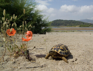 turtle on the ground tartaruga. Testudo graeca.  Lago di Baratz, Sardegna. Italia
