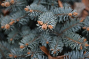 Naklejka na ściany i meble blue spruce branches as a backdrop , blue branches of a Christmas tree close-up, short needles of a coniferous tree close-up on a green background, texture of needles of a Christmas tree close 