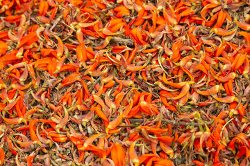 Carpet of dead orange flowers of the Delonix regia tree, San Jose, Costa Rica