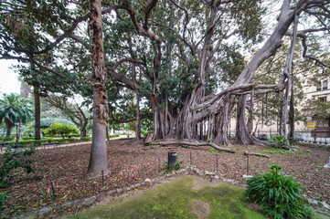 Centuries-old ficus in Palermo in the garden of Piazza Marina