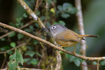 Morrison's Fulvetta Grey-cheeked fulvetta bird on a branch, bird in forest, bird in a tree
