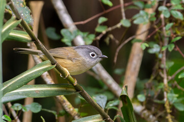 Morrison's Fulvetta Grey-cheeked fulvetta bird on a branch, bird in forest, bird in a tree
