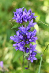 close up of a flower