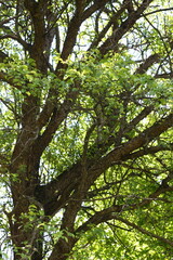 trees in the forest