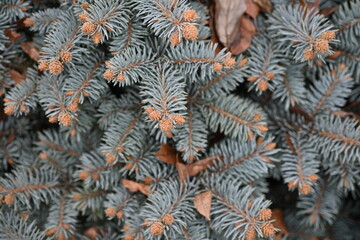 Naklejka na ściany i meble blue spruce branches as a backdrop , blue branches of a Christmas tree close-up, short needles of a coniferous tree close-up on a green background, texture of needles of a Christmas tree close 