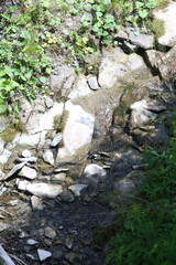 stream in the forest