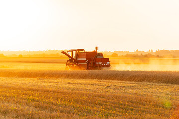 A combine harvester harvests at sunset. The combine harvester works in the field. Agricultural...