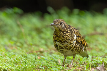 Scaly Thrush bird on the ground, bird in the forest
