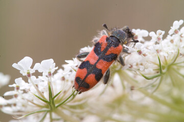 Checkered Beetle (Trichodes alvearius) on flowers Lago di Baratz, Sardegna. Italia