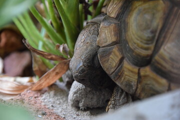 sleeping little tortoise between plants and rocks