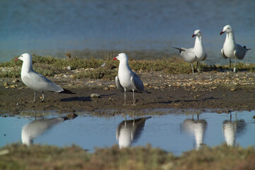 Gabbiano corso - Audouin's Gull Larus audouinii Stintino, Lagune di Casaraccio,  Sassari, Sardegna, Italia...