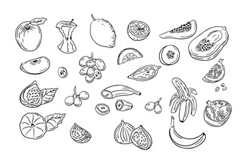 Hand drawn sketchy outline set of juicy fruits. Doodle black contour whole fruits and slices on white background. Ideal for coloring pages, tattoo, pattern