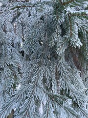 Frost-covered spruce branches. Winter Christmas natural background - 743819321